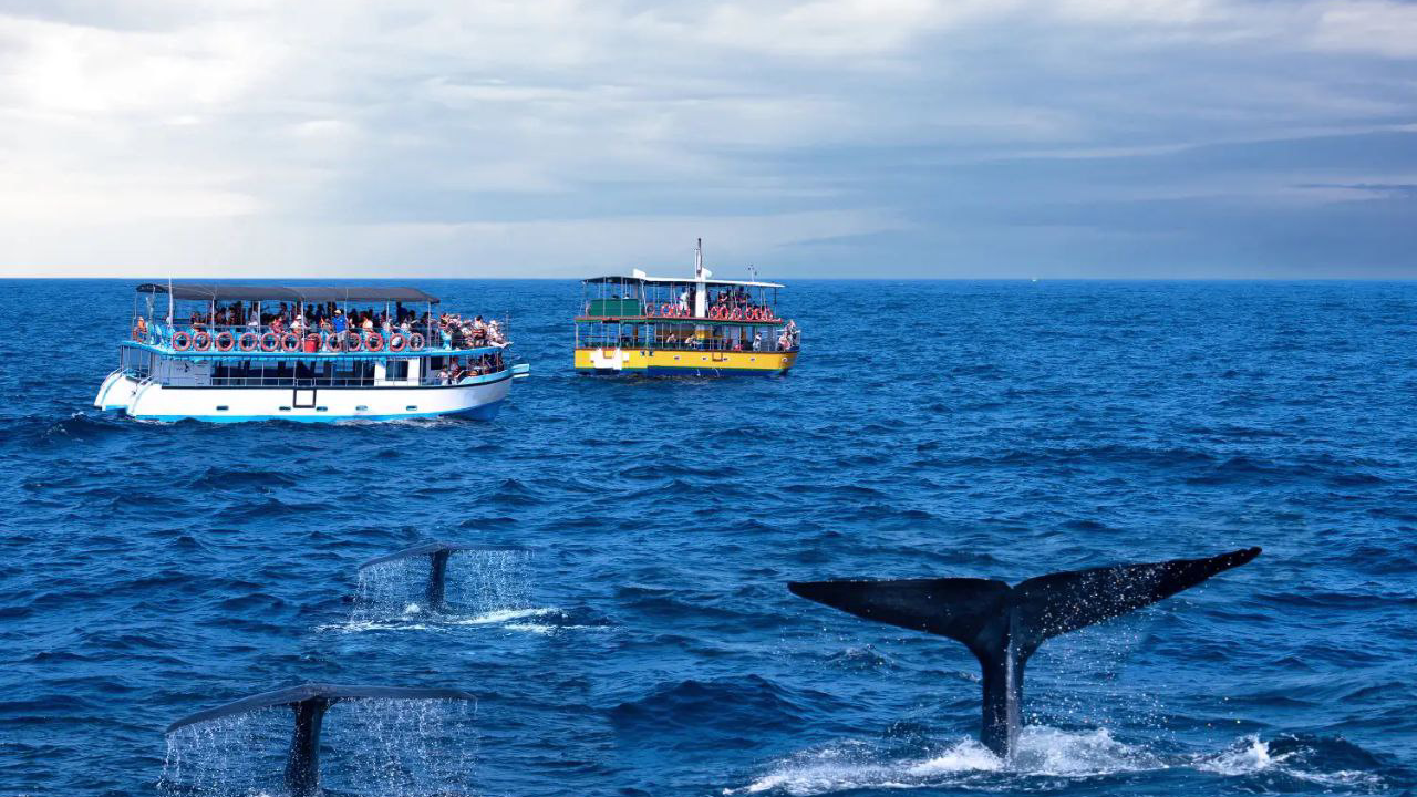 تور سریلانکا (کلمبو، دامبولا، کندی و بنتوتا)