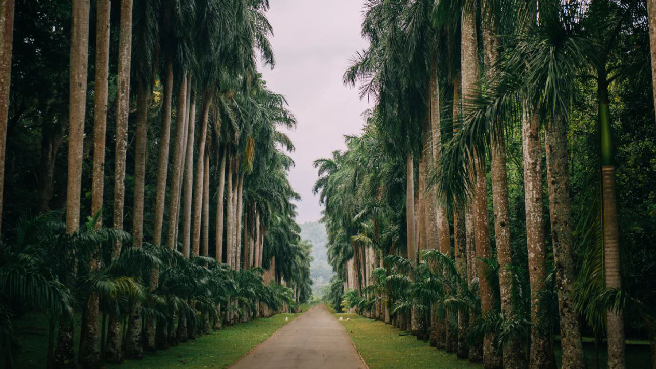 تور سریلانکا (کلمبو، دامبولا، کندی و بنتوتا)