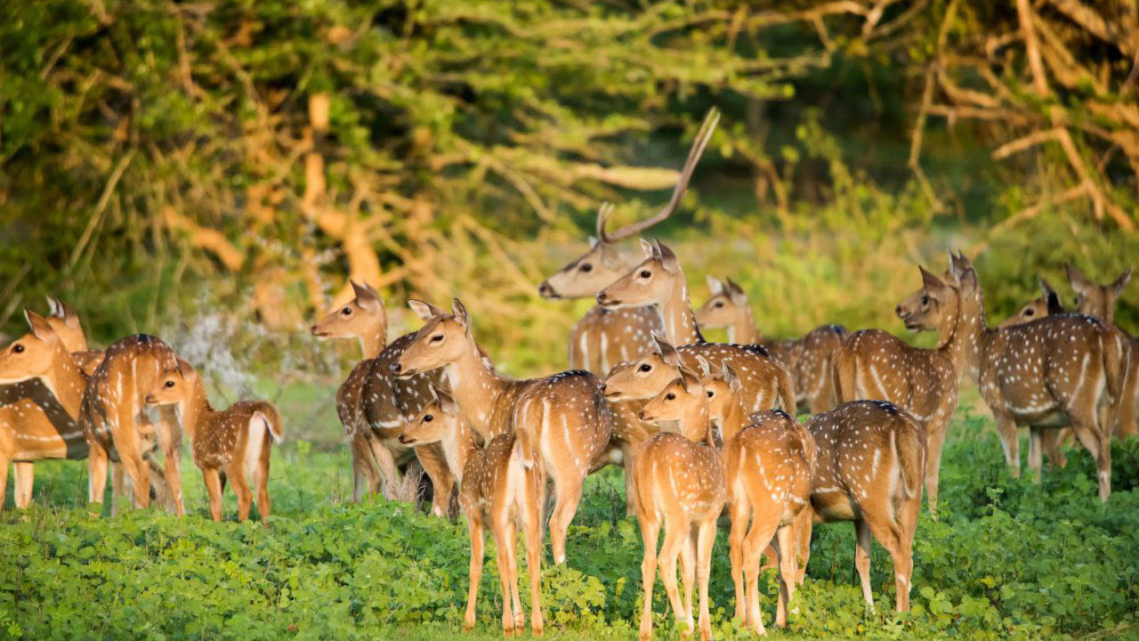 تور سریلانکا (کلمبو، دامبولا، کندی و بنتوتا)