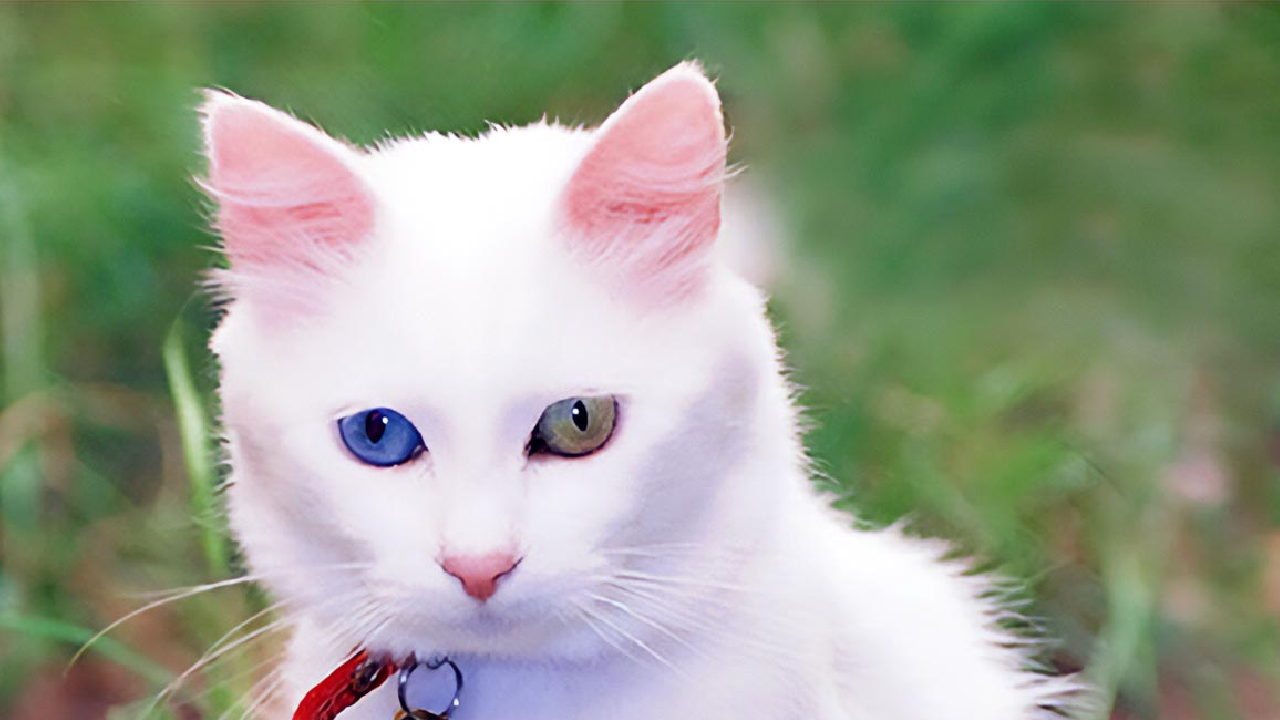 تور ریلی بلک فرایدی وان ترکیه