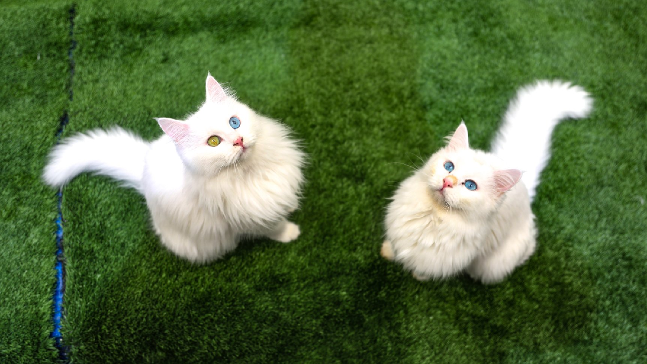 تور ریلی بلک فرایدی وان ترکیه