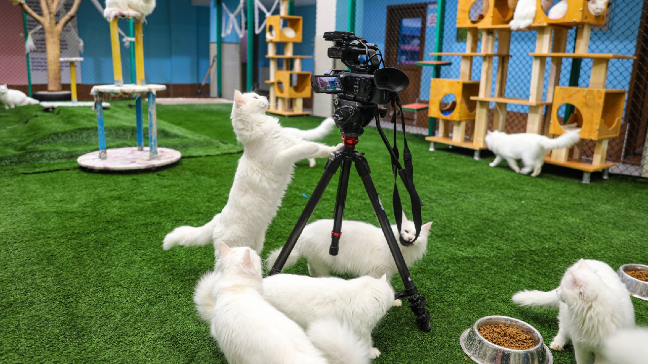 تور ریلی بلک فرایدی وان ترکیه