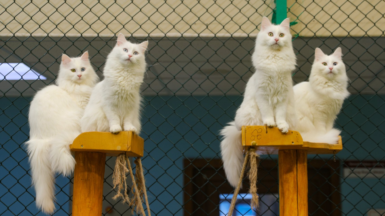 تور ریلی بلک فرایدی وان ترکیه