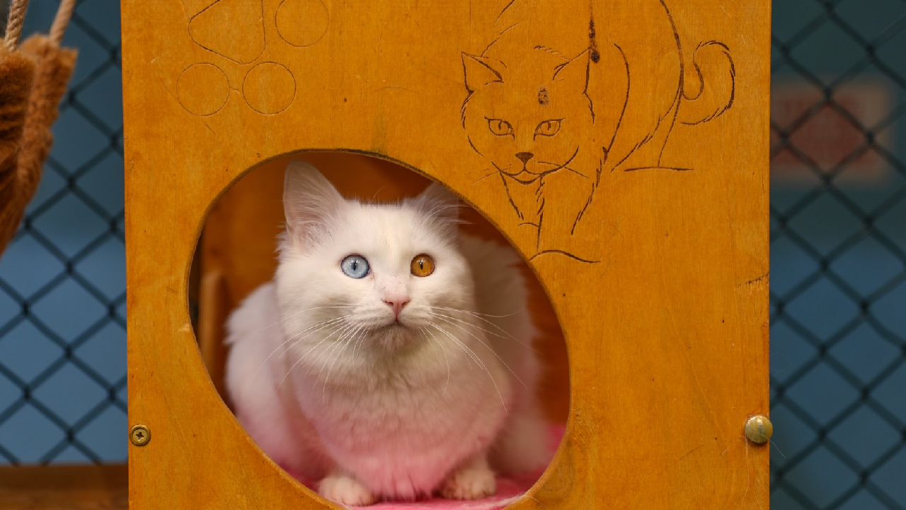 تور ریلی بلک فرایدی وان ترکیه