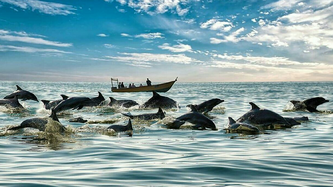 گشت قشم و هنگام ( ویژه )