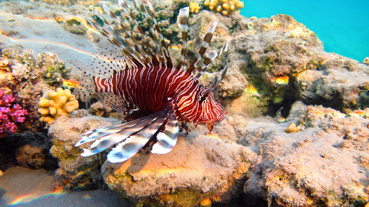 تور دو روزه جزیره لارک با غواصی اسکوبا و اقامت ساحلی | آخر هفته با دلفین‌ها