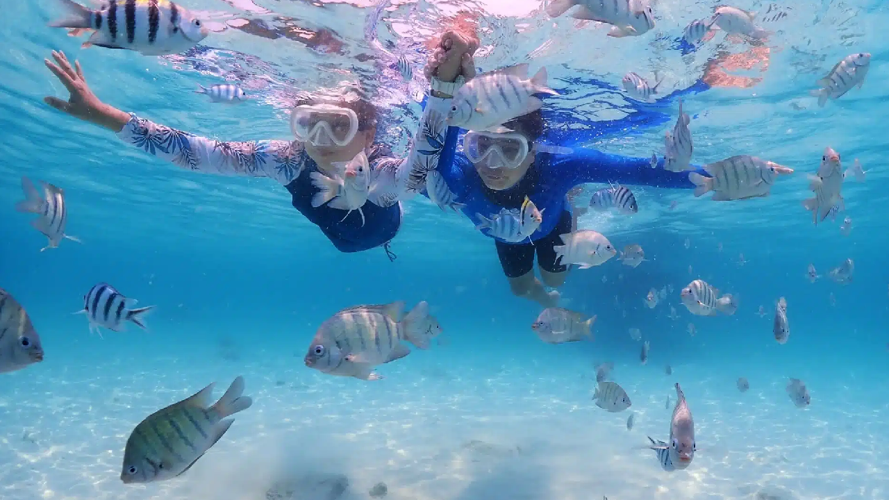 تور نیم‌ روزه جزیره لارک با غواصی اسنورکلینگ و پدل‌برد