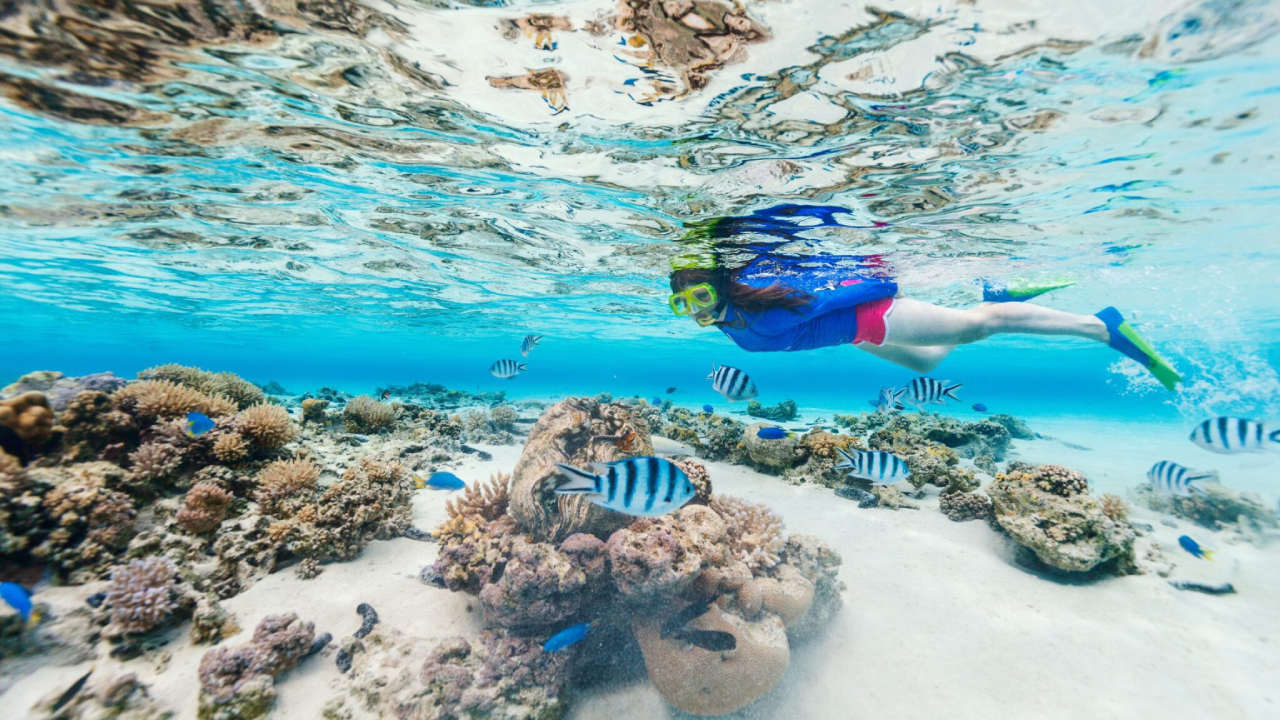 تور نیم‌ روزه جزیره لارک با غواصی اسنورکلینگ و پدل‌برد