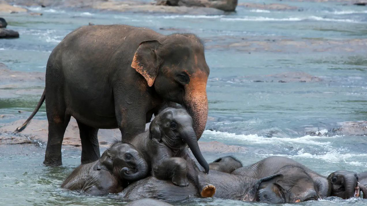 تور سریلانکا (کلمبو، دامبولا، کندی و بنتوتا)