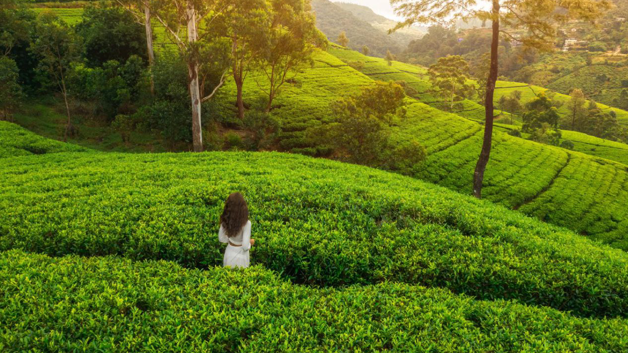 تور سریلانکا (کلمبو، دامبولا، کندی و بنتوتا)